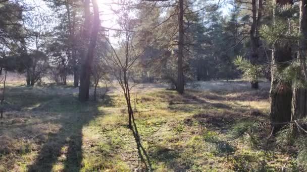 Весняний Ліс Перша Весняна Трава Лісі Тіні Дерев Ранок Сосновому — стокове відео