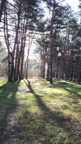 Spring Forest First Spring Grass Forest Shadows Trees Morning Pine — ストック動画