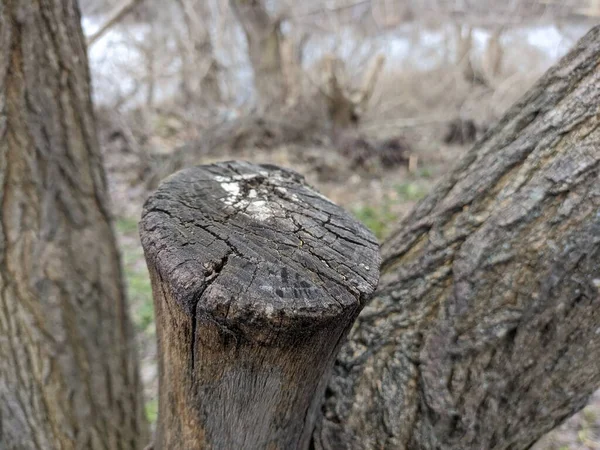 Δέντρο Χωρίς Φύλλα Ξηρό Ξύλο Μουριά Χειμώνα — Φωτογραφία Αρχείου