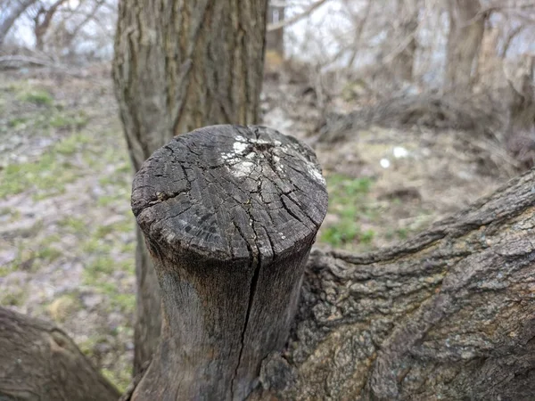 Strom Bez Listí Suché Dřevo Moruše Zimě — Stock fotografie