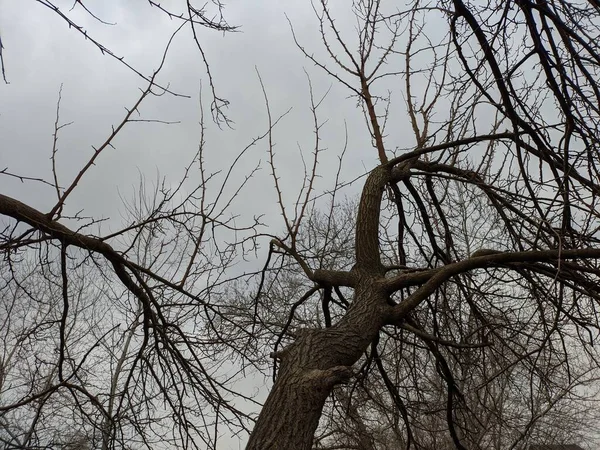 Дерево Листя Суха Деревина Шовковиця Взимку — стокове фото