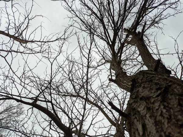 Yapraksız Ağaç Kuru Tahta Kışın Dut — Stok fotoğraf