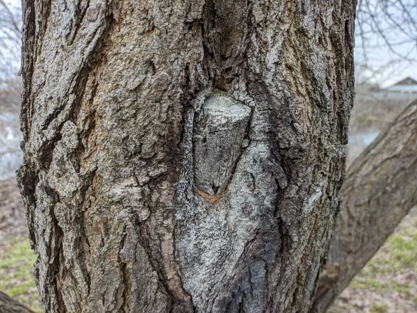 Strom Bez Listí Suché Dřevo Moruše Zimě — Stock fotografie