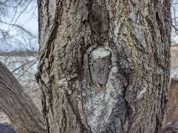 Дерево Листьев Сухая Древесина Шелковица Зимой — стоковое фото