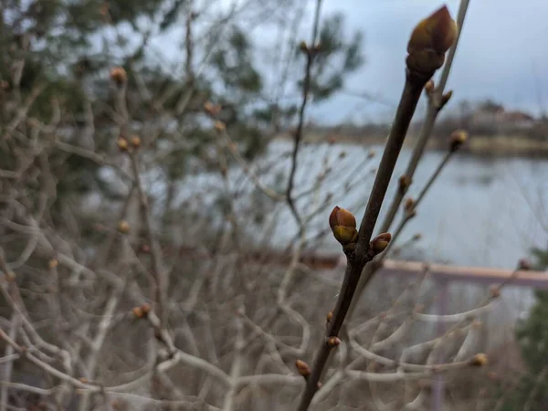 First Buds Trees Spring Slow Motion Handheld Shot First Buds — Stock Photo, Image