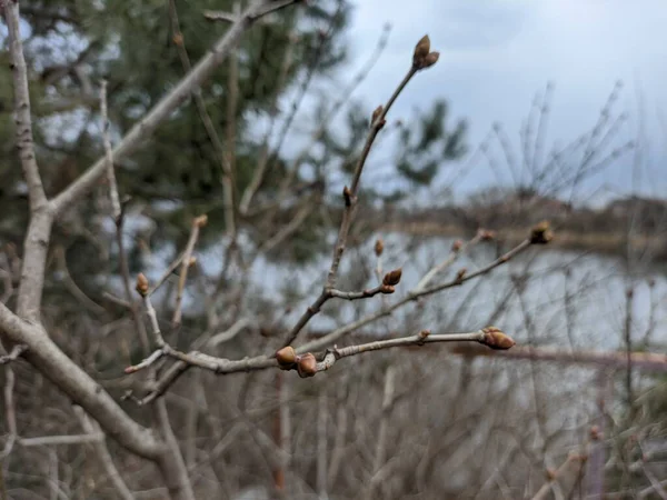 Primeiros Botões Árvores Primavera Tiro Mão Câmera Lenta Primeiros Botões — Fotografia de Stock