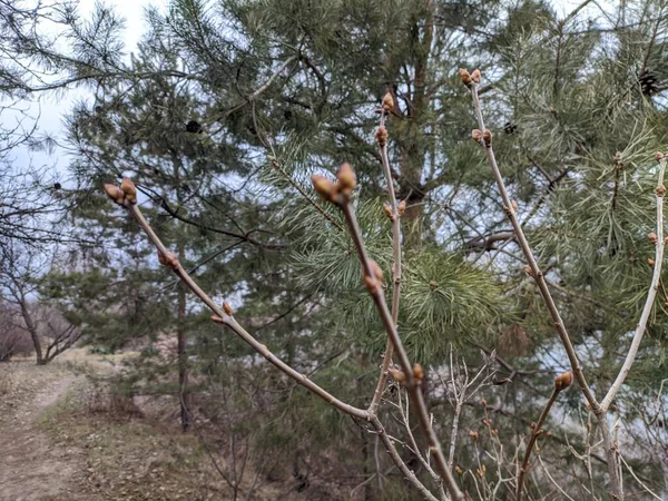 Eerste Knoppen Bomen Het Voorjaar Langzame Beweging Handheld Opname Van — Stockfoto