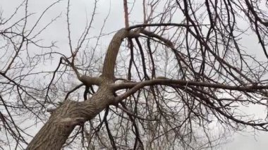 Yapraksız ağaç. Kuru tahta. kışın dut.