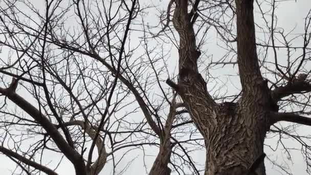 Дерево Листьев Сухая Древесина Шелковица Зимой — стоковое видео