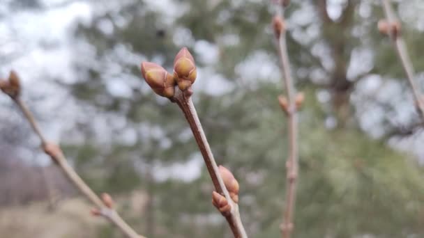 Primeiros Botões Árvores Primavera Tiro Mão Câmera Lenta Primeiros Botões — Vídeo de Stock