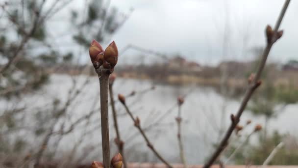 First Buds Trees Spring Slow Motion Handheld Shot First Buds — Stock Video