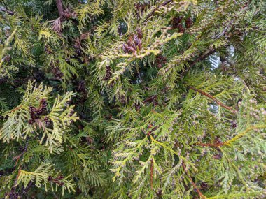 Thuja occidentalis, kuzey beyaz sedir, doğu beyaz sedir, veya arborvitae, her zaman yeşil kozalaklı ağaç, kuzey beyaz sedir ağacı veya doğu arborvitae yeşil yapraklı güneş ışınları, yakın çekim.