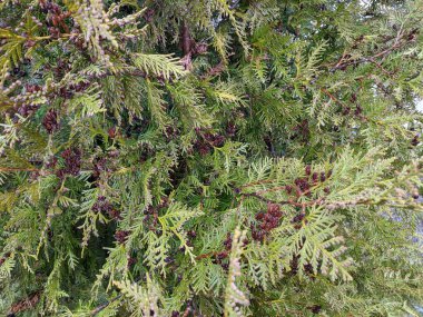 Thuja occidentalis, kuzey beyaz sedir, doğu beyaz sedir, veya arborvitae, her zaman yeşil kozalaklı ağaç, kuzey beyaz sedir ağacı veya doğu arborvitae yeşil yapraklı güneş ışınları, yakın çekim.