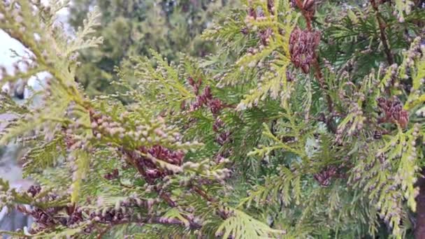 Thuja Ocidentalis 北白杉 東白杉 またはArborvitaeは常緑針葉樹で 太陽光線で北白杉や東Arborvitae緑葉 クローズアップです — ストック動画