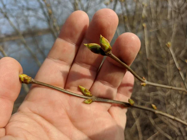 树上的第一批嫩芽 春天的树第一片叶子在树枝上 大自然生机勃勃 — 图库照片