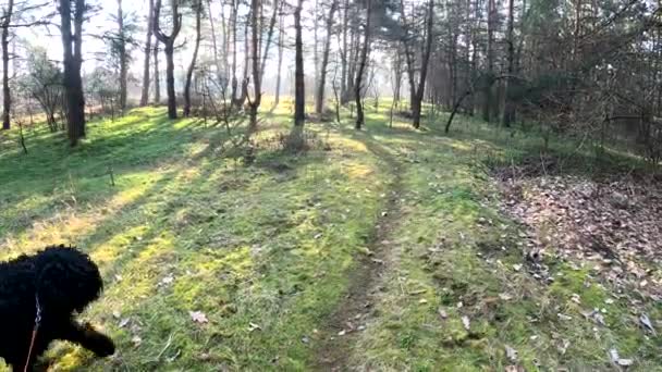 Frühlingswald Naturlandschaft Spaziergang Wald Hohe Kiefern Sonne Durch Die Bäume — Stockvideo