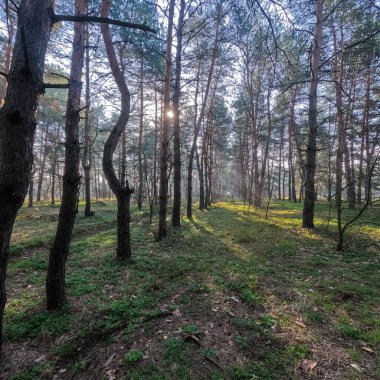 bahar ormanı. Doğal manzara. Ormanda yürü. Uzun çamlar. Güneş ağaçların arasından geçiyor. Yerdeki ağaçların gölgeleri. Ormanda sulu bahar yeşili çimenler.
