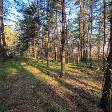 bahar ormanı. Doğal manzara. Ormanda yürü. Uzun çamlar. Güneş ağaçların arasından geçiyor. Yerdeki ağaçların gölgeleri. Ormanda sulu bahar yeşili çimenler.