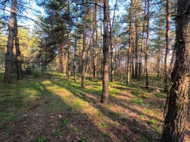 bahar ormanı. Doğal manzara. Ormanda yürü. Uzun çamlar. Güneş ağaçların arasından geçiyor. Yerdeki ağaçların gölgeleri. Ormanda sulu bahar yeşili çimenler.