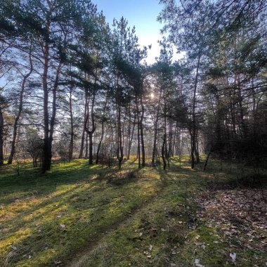 bahar ormanı. Doğal manzara. Ormanda yürü. Uzun çamlar. Güneş ağaçların arasından geçiyor. Yerdeki ağaçların gölgeleri. Ormanda sulu bahar yeşili çimenler.