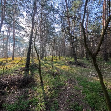 bahar ormanı. Doğal manzara. Ormanda yürü. Uzun çamlar. Güneş ağaçların arasından geçiyor. Yerdeki ağaçların gölgeleri. Ormanda sulu bahar yeşili çimenler.