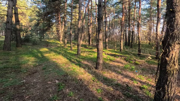 春の森 自然の風景 森の中を歩いて 背の高い松 太陽が木の間を通って 地面にある木の影 森の中のジューシーな春の緑の草 — ストック写真