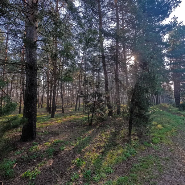 Forêt Printanière Paysage Naturel Marcher Dans Forêt Grands Pins Soleil — Photo