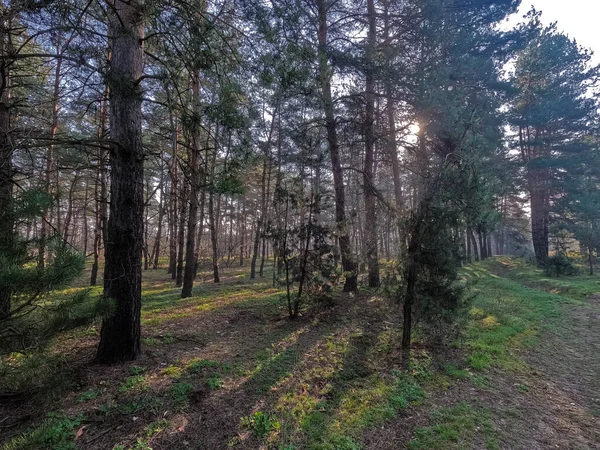 걷습니다 소나무 사이로 그늘이라 즙많은 봄철푸른 — 스톡 사진