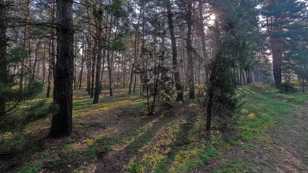 Forêt Printanière Paysage Naturel Marcher Dans Forêt Grands Pins Soleil — Photo