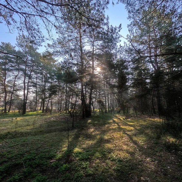 春の森 自然の風景 森の中を歩いて 背の高い松 太陽が木の間を通って 地面にある木の影 森の中のジューシーな春の緑の草 — ストック写真
