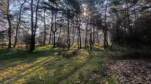 Vårskog Naturlandskap Skogen Långa Tallar Sol Genom Träden Skuggor Träd — Stockfoto