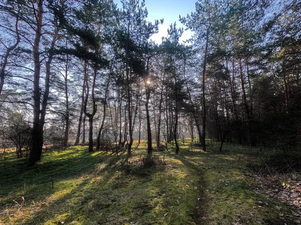 Frühlingswald Naturlandschaft Spaziergang Wald Hohe Kiefern Sonne Durch Die Bäume — Stockfoto