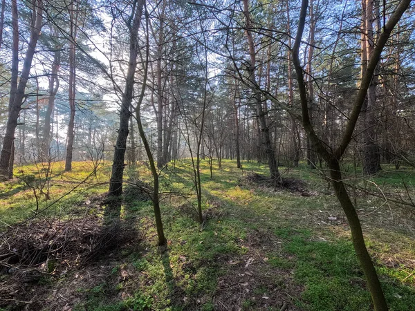 Frühlingswald Naturlandschaft Spaziergang Wald Hohe Kiefern Sonne Durch Die Bäume — Stockfoto