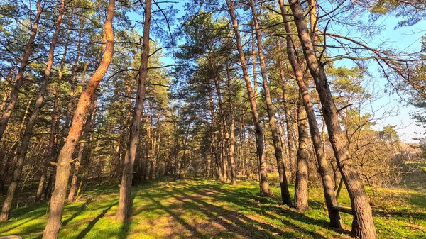 Foresta Primaverile Paesaggio Naturale Camminare Nella Foresta Pini Alti Sole — Foto Stock