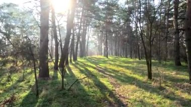 bahar ormanı. Doğal manzara. Ormanda yürü. Uzun çamlar. Güneş ağaçların arasından geçiyor. Yerdeki ağaçların gölgeleri. Ormanda sulu bahar yeşili çimenler.