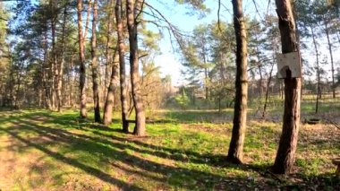 bahar ormanı. Doğal manzara. Ormanda yürü. Uzun çamlar. Güneş ağaçların arasından geçiyor. Yerdeki ağaçların gölgeleri. Ormanda sulu bahar yeşili çimenler.