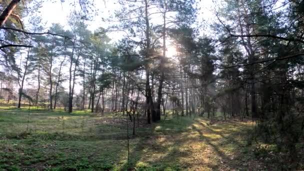Весенний Лес Природный Пейзаж Прогулка Лесу Высокие Сосны Солнце Сквозь — стоковое видео