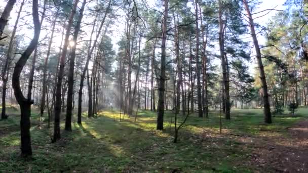 Forêt Printanière Paysage Naturel Marcher Dans Forêt Grands Pins Soleil — Video