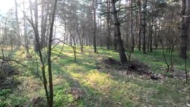 春天的森林自然景观 走在森林里 高大的松树 阳光穿过树林 地面上的树荫 森林里多汁的春天绿草 — 图库视频影像