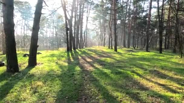 Forêt Printanière Paysage Naturel Marcher Dans Forêt Grands Pins Soleil — Video