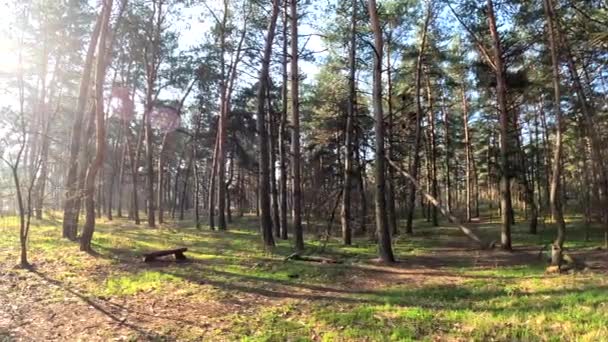 春の森 自然の風景 森の中を歩いて 背の高い松 太陽が木の間を通って 地面にある木の影 森の中のジューシーな春の緑の草 — ストック動画