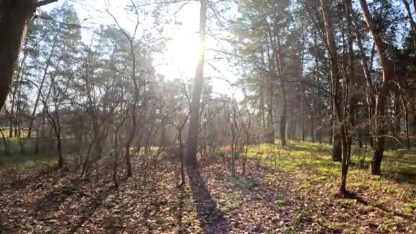 Foresta Primaverile Paesaggio Naturale Camminare Nella Foresta Pini Alti Sole — Video Stock