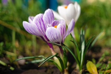 crocus. Rüzgarda sallanan timsahların menekşe çiçekleri. Bahçedeki açık mavi Crocus çiçekleri. Bir buket krokus çiçeği. bahar çiçekleri.