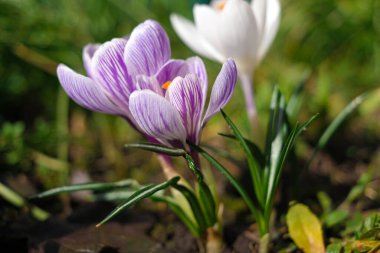 crocus. Rüzgarda sallanan timsahların menekşe çiçekleri. Bahçedeki açık mavi Crocus çiçekleri. Bir buket krokus çiçeği. bahar çiçekleri.