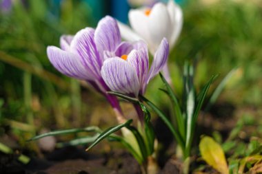 crocus. Rüzgarda sallanan timsahların menekşe çiçekleri. Bahçedeki açık mavi Crocus çiçekleri. Bir buket krokus çiçeği. bahar çiçekleri.