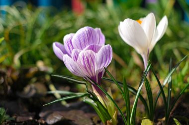 crocus. Rüzgarda sallanan timsahların menekşe çiçekleri. Bahçedeki açık mavi Crocus çiçekleri. Bir buket krokus çiçeği. bahar çiçekleri.