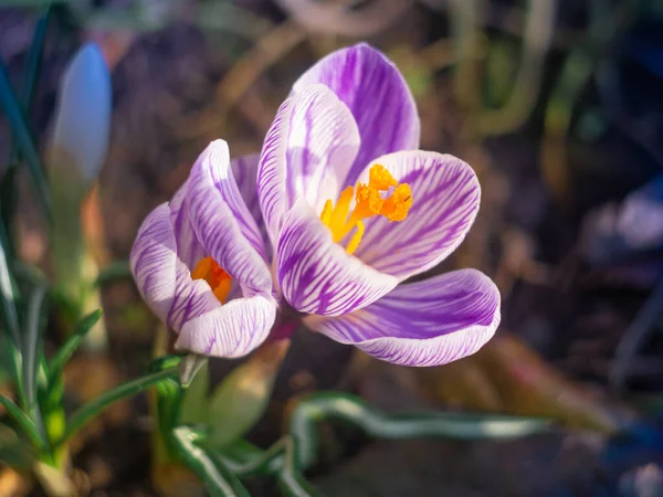 Krokotiili Violetit Kukat Krookuksia Vilkutti Tuulessa Vaaleansininen Väri Crocuses Kukka — kuvapankkivalokuva