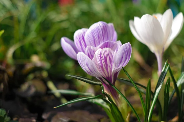 stock image crocus. violet flowers of crocuses waved in the wind. Light blue color Crocuses flower in a garden. bouquet of crocus flowers. spring flowers.