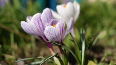 crocus. Rüzgarda sallanan timsahların menekşe çiçekleri. Bahçedeki açık mavi Crocus çiçekleri. Bir buket krokus çiçeği. bahar çiçekleri.