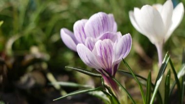 crocus. Rüzgarda sallanan timsahların menekşe çiçekleri. Bahçedeki açık mavi Crocus çiçekleri. Bir buket krokus çiçeği. bahar çiçekleri.
